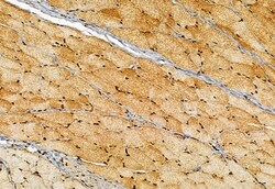 Invitrogen CISD1 Polyclonal Antibody 100 &mu;L; Unconjugated:Antibodies,