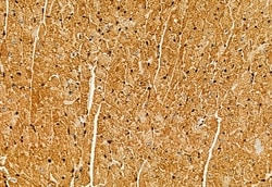 Invitrogen CISD1 Polyclonal Antibody 100 &mu;L; Unconjugated:Antibodies,