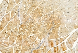 Invitrogen CISD1 Polyclonal Antibody 100 &mu;L; Unconjugated:Antibodies,