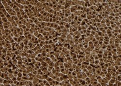 Invitrogen S100A14 Polyclonal Antibody 100 &mu;L; Unconjugated:Antibodies,