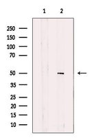 HIPPI Polyclonal Antibody, Invitrogen™