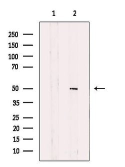 HIPPI Polyclonal Antibody, Invitrogen 100 &mu;L; Unconjugated:Antibodies,