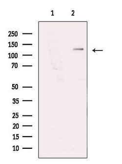 Invitrogen NBR1 Polyclonal Antibody 100 &mu;L; Unconjugated:Antibodies,