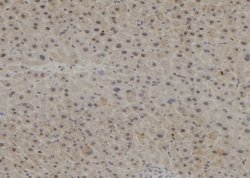 Invitrogen PPP1R15B Polyclonal Antibody 100 &mu;L; Unconjugated:Antibodies,