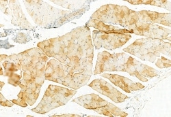 Invitrogen PPP1R15B Polyclonal Antibody 100 &mu;L; Unconjugated:Antibodies,