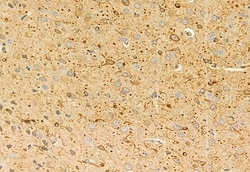 Invitrogen PPP1R15B Polyclonal Antibody 100 &mu;L; Unconjugated:Antibodies,