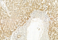 Invitrogen PPP1R15B Polyclonal Antibody 100 &mu;L; Unconjugated:Antibodies,