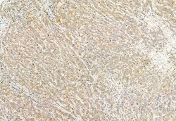 Invitrogen PPP1R15B Polyclonal Antibody 100 &mu;L; Unconjugated:Antibodies,
