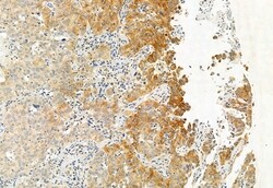 Invitrogen PPP1R15B Polyclonal Antibody 100 &mu;L; Unconjugated:Antibodies,