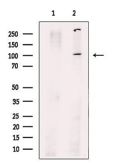 Invitrogen PPP1R15B Polyclonal Antibody 100 &mu;L; Unconjugated:Antibodies,