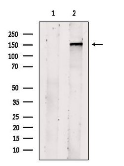 KIAA1199 Polyclonal Antibody, Invitrogen 100 &mu;L; Unconjugated:Antibodies,