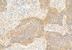 Invitrogen REEP5 Polyclonal Antibody 100 μL; Unconjugated:Antibodies,
