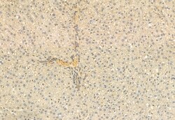 Invitrogen COMMD1 Polyclonal Antibody 100 μL; Unconjugated:Antibodies,