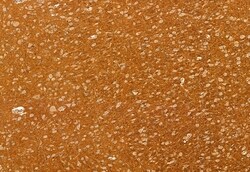 DHRS3 Polyclonal Antibody:Antibodies, Polyclonal
