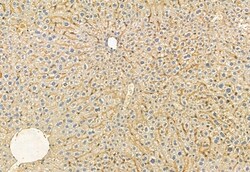 Invitrogen FKBP10 Polyclonal Antibody 100 &mu;L; Unconjugated:Antibodies,