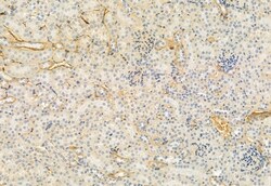 Invitrogen FKBP10 Polyclonal Antibody 100 &mu;L; Unconjugated:Antibodies,
