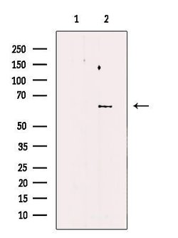 Invitrogen FKBP10 Polyclonal Antibody 100 &mu;L; Unconjugated:Antibodies,
