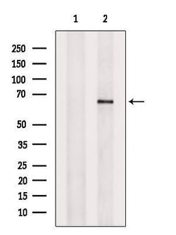 Invitrogen FKBP10 Polyclonal Antibody 100 &mu;L; Unconjugated:Antibodies,