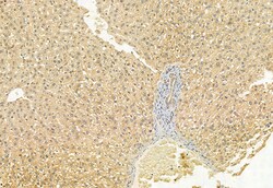 Invitrogen MCD Polyclonal Antibody 100 &mu;L; Unconjugated:Antibodies,