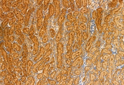 Invitrogen MCD Polyclonal Antibody 100 &mu;L; Unconjugated:Antibodies,
