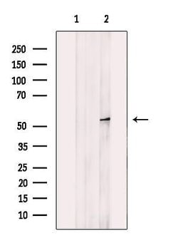 Invitrogen MCD Polyclonal Antibody 100 &mu;L; Unconjugated:Antibodies,
