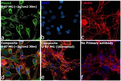 Invitrogen PIEZO1 Polyclonal Antibody 100 μL; Unconjugated:Antibodies,