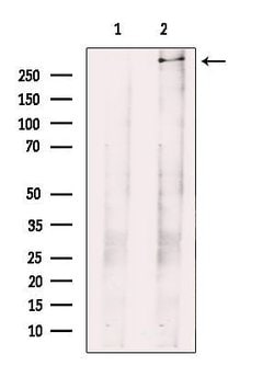 Invitrogen PIEZO1 Polyclonal Antibody 100 μL; Unconjugated:Antibodies,