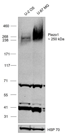 Invitrogen PIEZO1 Polyclonal Antibody 100 μL; Unconjugated:Antibodies,