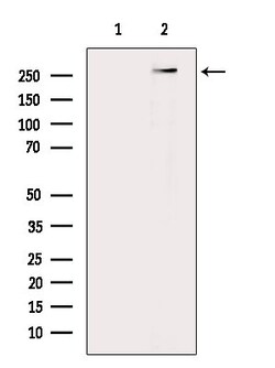 Invitrogen PIEZO1 Polyclonal Antibody 100 μL; Unconjugated:Antibodies,