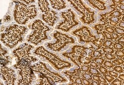 Invitrogen AP3B1 Polyclonal Antibody 100 &mu;L; Unconjugated:Antibodies,