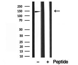 Invitrogen AP3B1 Polyclonal Antibody 100 &mu;L; Unconjugated:Antibodies,