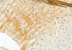 Invitrogen CISD2 Polyclonal Antibody 100 μL; Unconjugated:Antibodies,