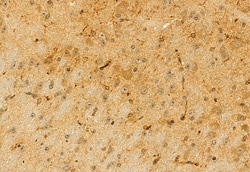Invitrogen CISD2 Polyclonal Antibody 100 μL; Unconjugated:Antibodies,