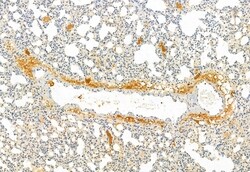 Invitrogen CISD2 Polyclonal Antibody 100 μL; Unconjugated:Antibodies,