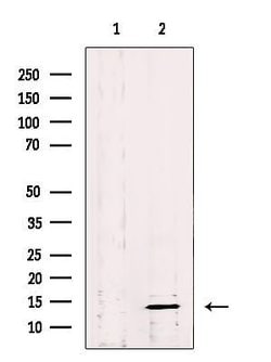 Invitrogen CISD2 Polyclonal Antibody 100 μL; Unconjugated:Antibodies,