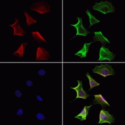Invitrogen QSOX1 Polyclonal Antibody 100 &mu;L; Unconjugated:Antibodies,
