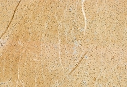 Invitrogen QSOX1 Polyclonal Antibody 100 &mu;L; Unconjugated:Antibodies,