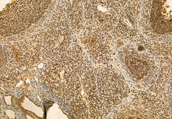 Invitrogen QSOX1 Polyclonal Antibody 100 &mu;L; Unconjugated:Antibodies,