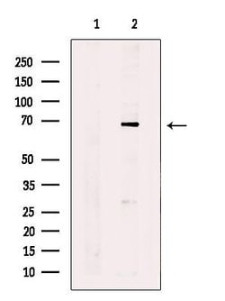 Invitrogen QSOX1 Polyclonal Antibody 100 &mu;L; Unconjugated:Antibodies,