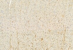 Invitrogen RDH10 Polyclonal Antibody 100 &mu;L; Unconjugated:Antibodies,