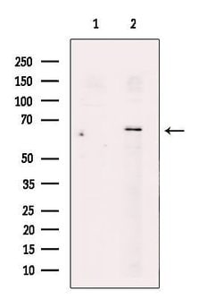 Invitrogen SLC30A7 Polyclonal Antibody 100 &mu;L; Unconjugated:Antibodies,