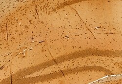 Invitrogen C9orf72 Polyclonal Antibody 100 &mu;L; Unconjugated:Antibodies,