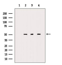 Invitrogen C9orf72 Polyclonal Antibody 100 &mu;L; Unconjugated:Antibodies,