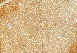 Invitrogen TCP-1 gamma Polyclonal Antibody 100 &mu;L; Unconjugated:Antibodies,