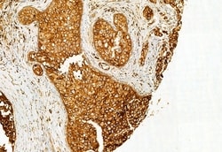 Invitrogen TCP-1 gamma Polyclonal Antibody 100 &mu;L; Unconjugated:Antibodies,