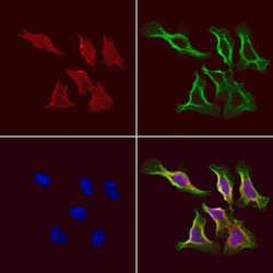 Invitrogen TCP-1 gamma Polyclonal Antibody 100 &mu;L; Unconjugated:Antibodies,
