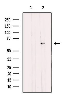 Invitrogen TCP-1 gamma Polyclonal Antibody 100 &mu;L; Unconjugated:Antibodies,