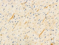 Invitrogen PBXIP1 Polyclonal Antibody 100 &mu;L; Unconjugated:Antibodies,
