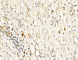 Invitrogen PBXIP1 Polyclonal Antibody 100 &mu;L; Unconjugated:Antibodies,