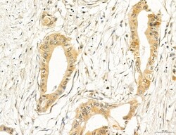 Invitrogen PBXIP1 Polyclonal Antibody 100 &mu;L; Unconjugated:Antibodies,